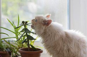 Pet friendly plants. Indoor plants. 