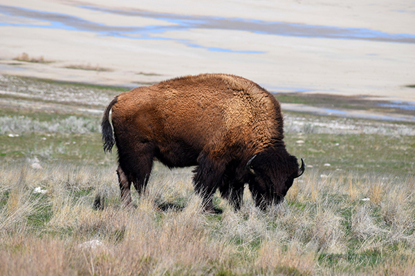 Antelope Island. Outdoors. Buffalo. Utah.